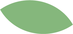 illustration feuille verte